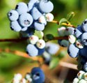 Quercetin in red wine, blue berries, citrus fruit and apples protect against neurological diseases